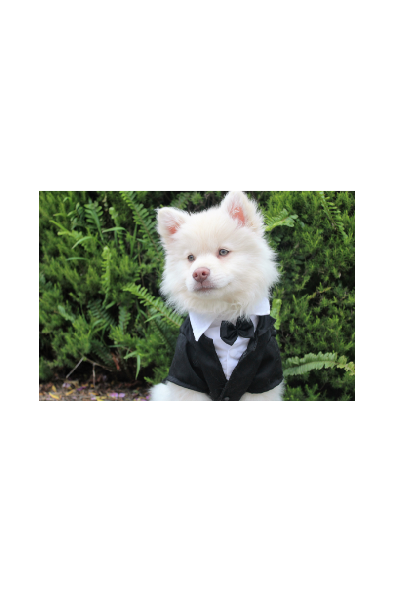 dog dressed up in tuxedo outfit