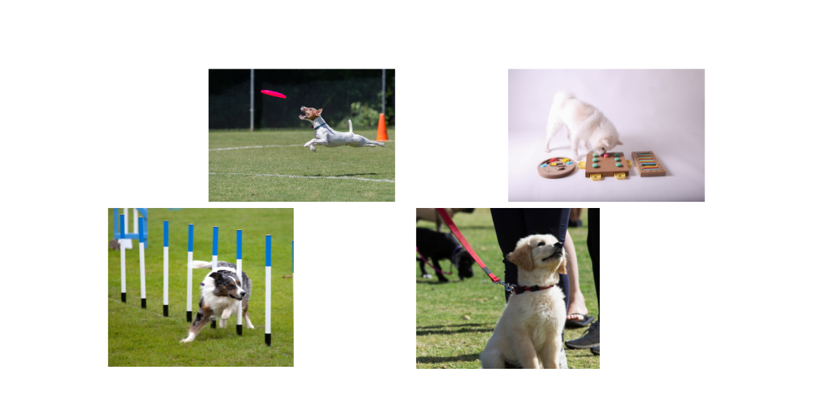 Dog Training Best Practices