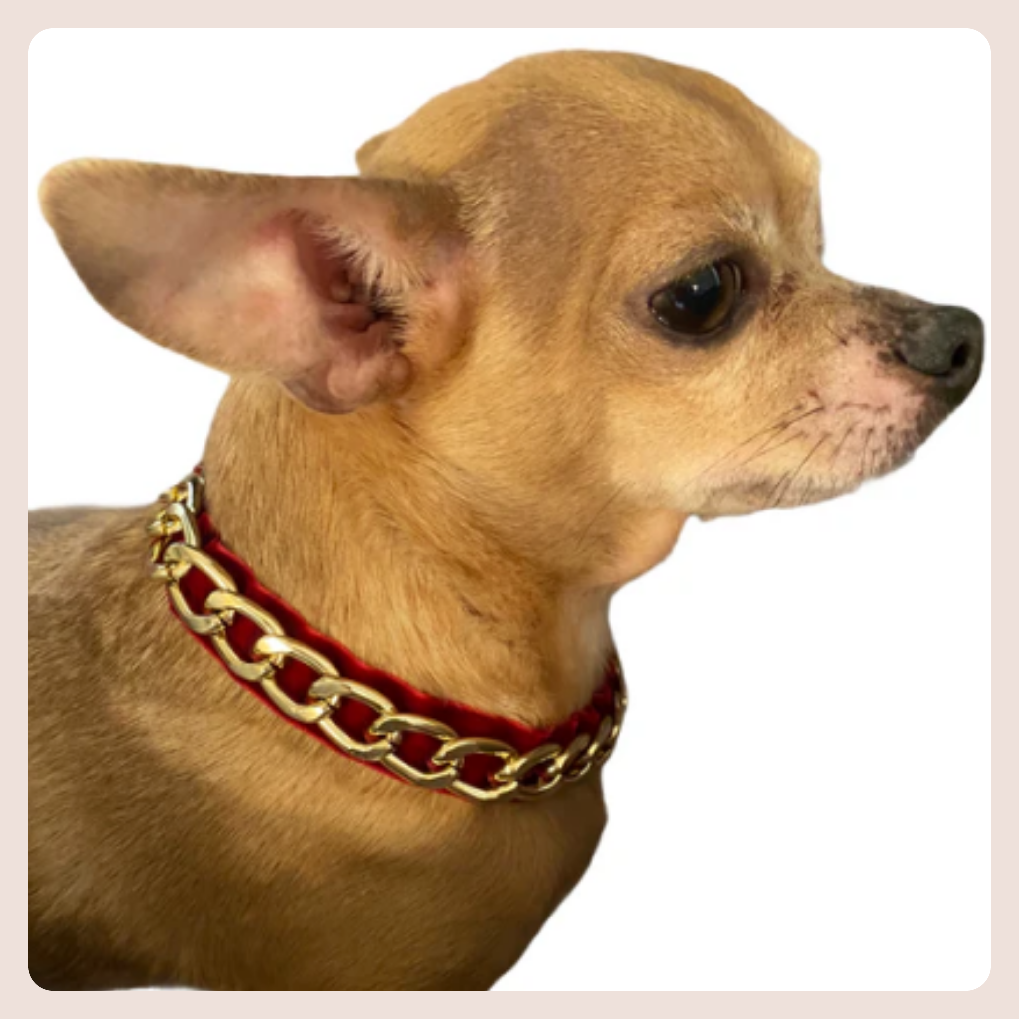 Dog Jewelry & Accessories