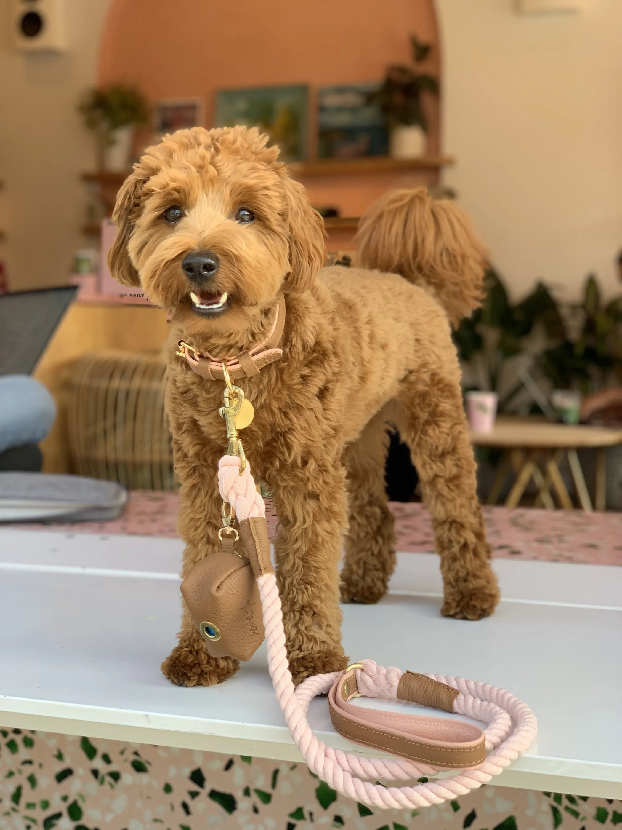 Poise Pup Rope and Leather Dog Leash