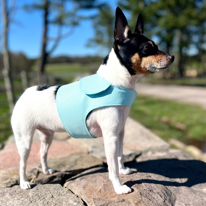 DCNY vest style dog harness in Aqua