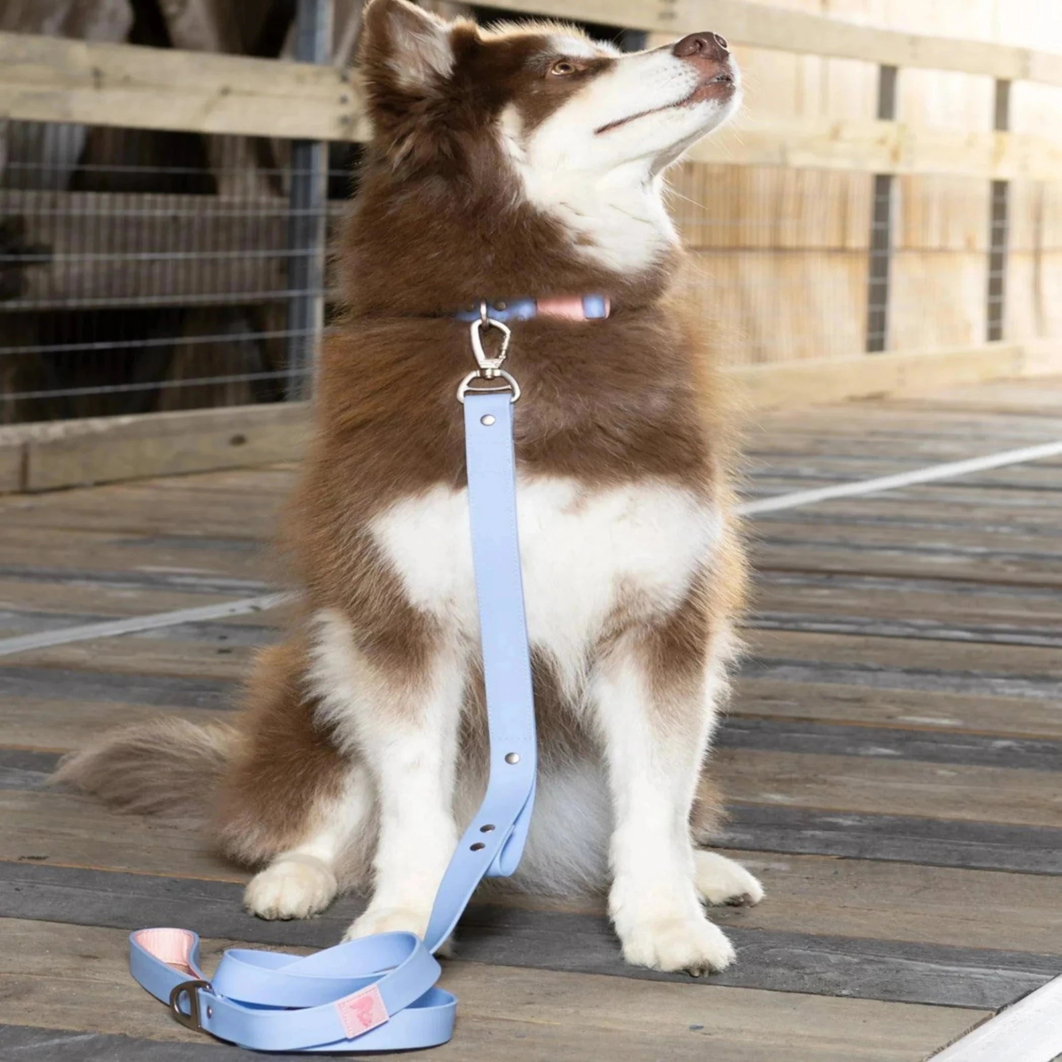 Blue Sky Orchid waterproof dog collar