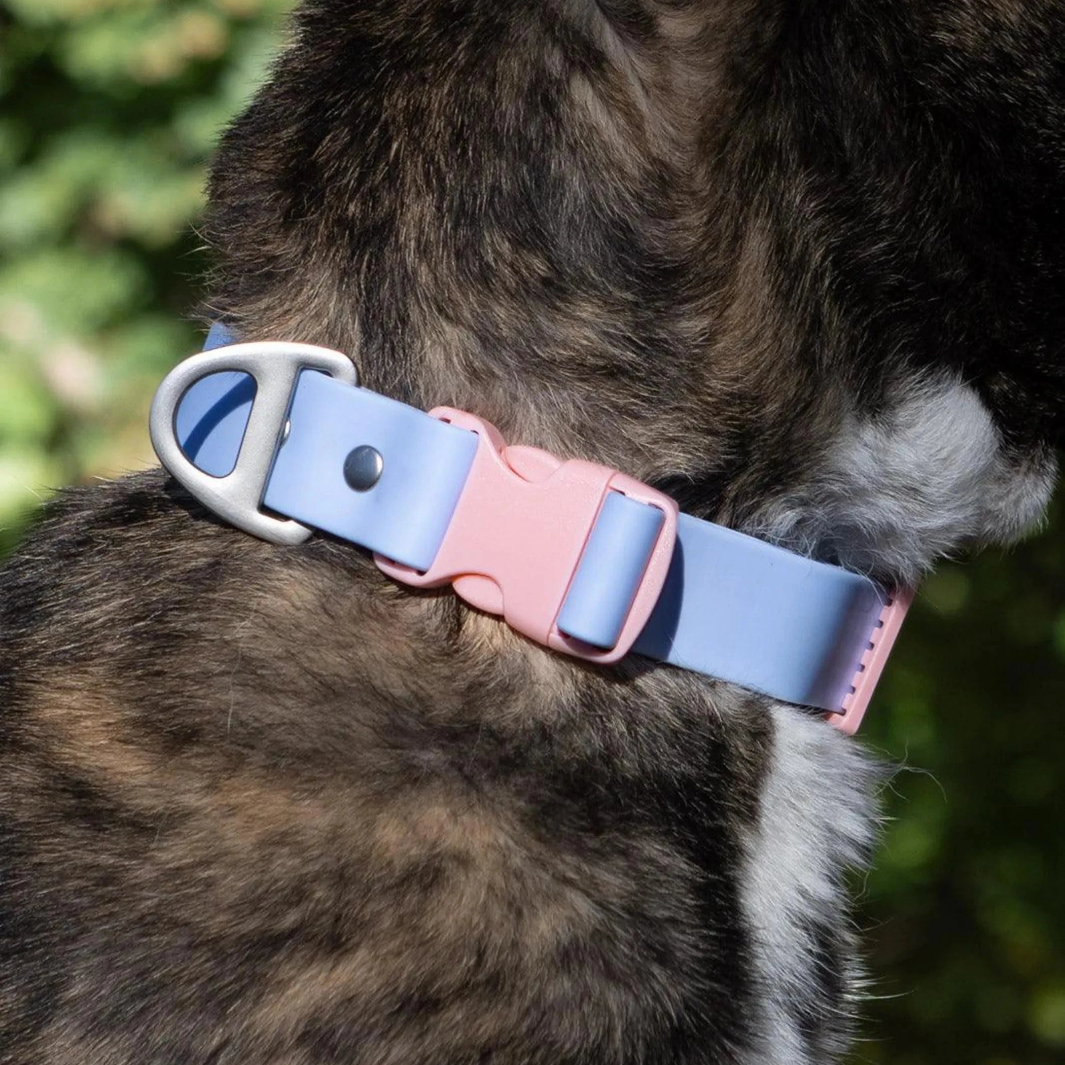 Blue Sky Orchid waterproof dog collar