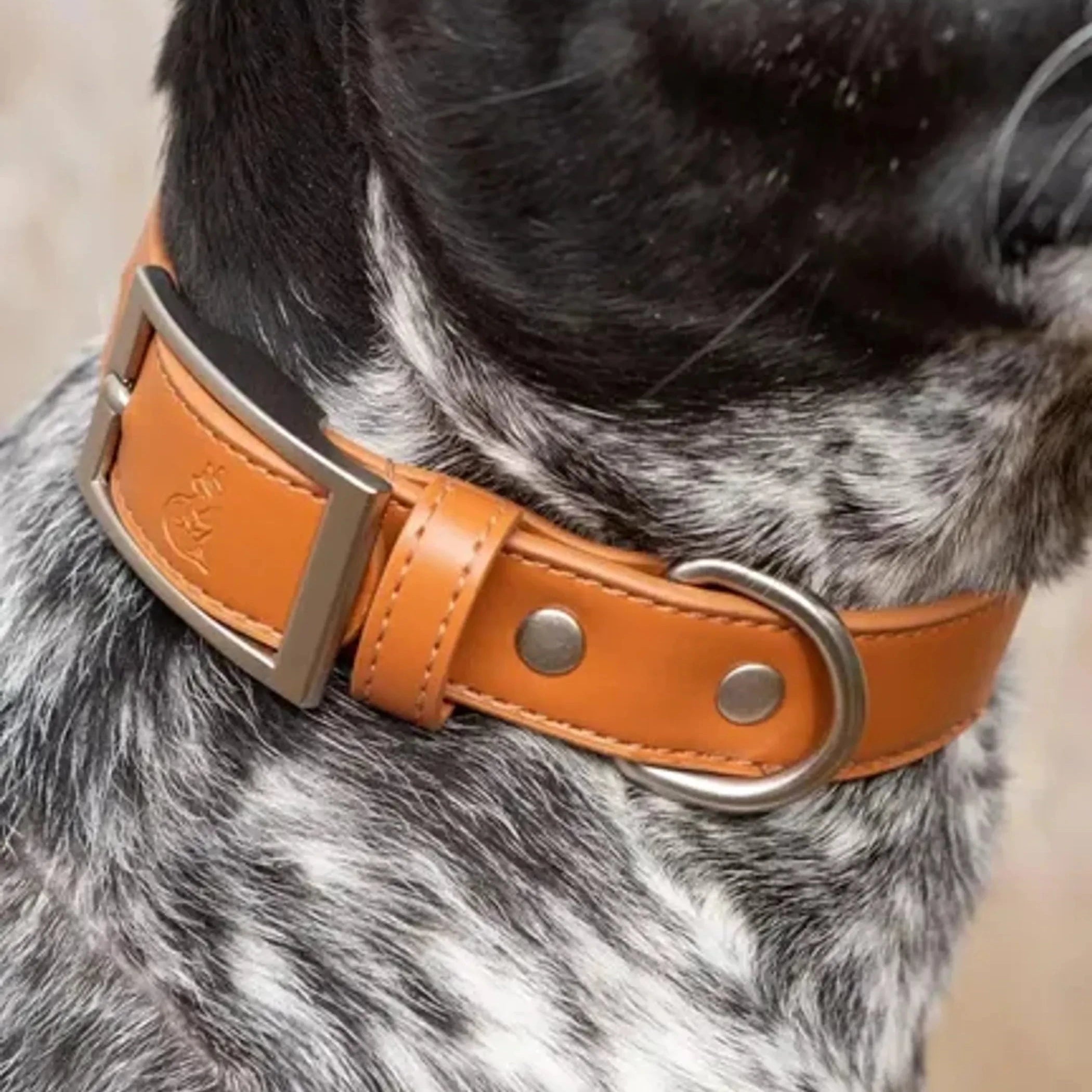 Sierra Sunrise Vegan Leather Dog Collar