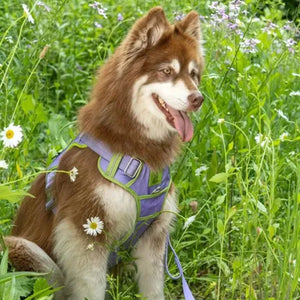 Lavender Garden Ultimate Dog Harness