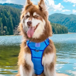 Dockside Adventures Ultimate Dog Harness