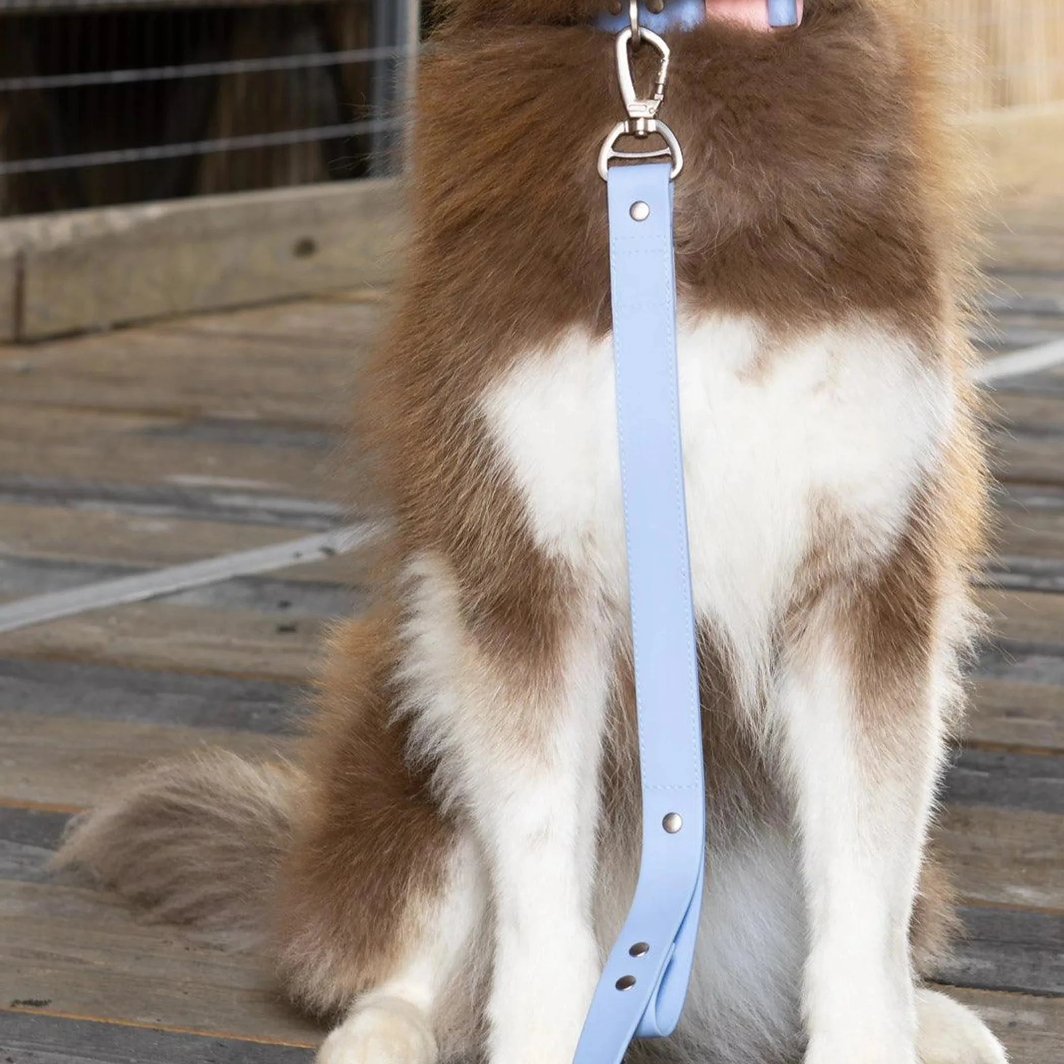 Blue Sky Orchid Waterproof Leash