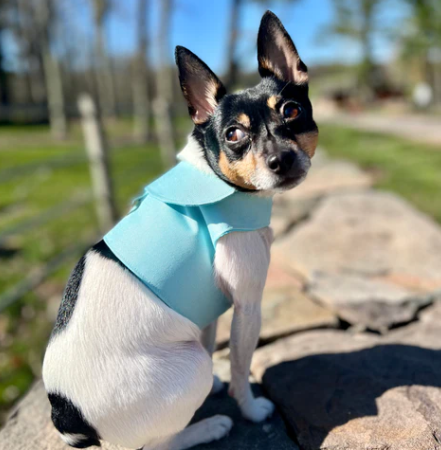 DCNY vest style dog harness in Aqua