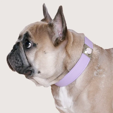 Lavender Rose Dog Collar & Slider Charm Set